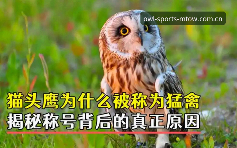 深度揭秘：猫头鹰体育登录怎么样？技术评测背后的真实体验